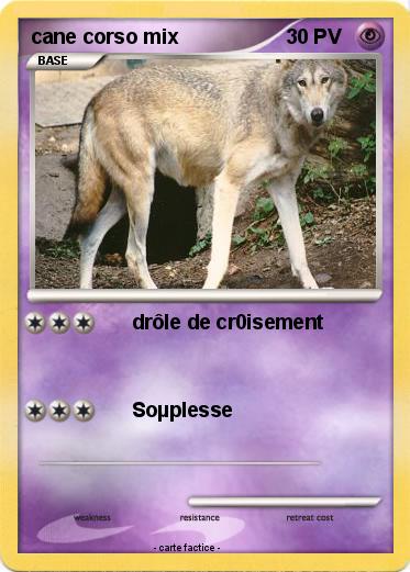 Pokemon cane corso mix