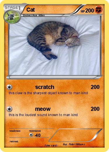 Pokemon Cat