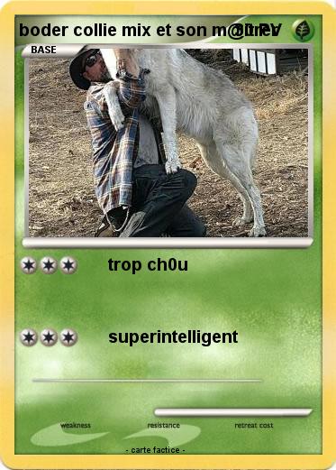 Pokemon boder collie mix et son m@itrer