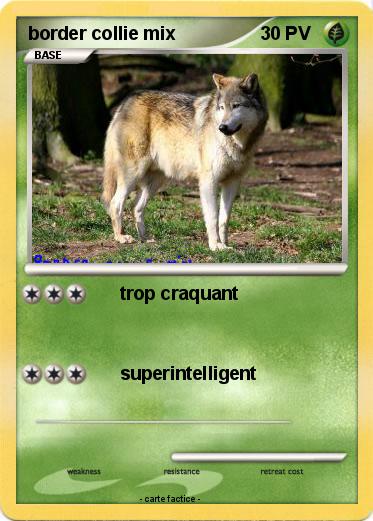 Pokemon border collie mix
