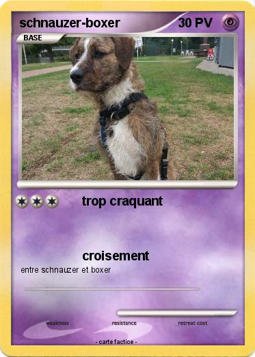 Pokemon schnauzer-boxer