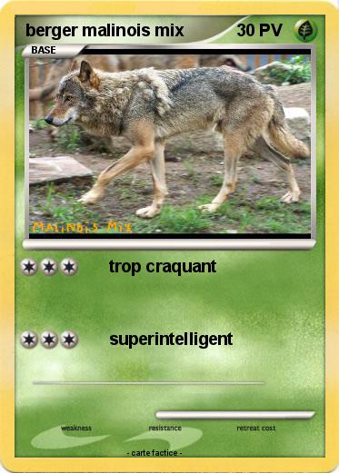 Pokemon berger malinois mix