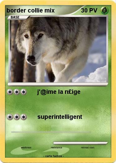 Pokemon border collie mix