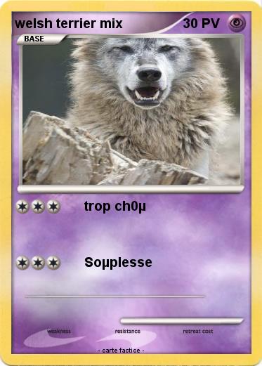 Pokemon welsh terrier mix