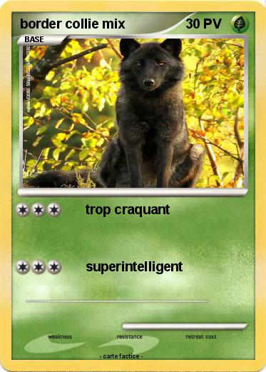 Pokemon border collie mix