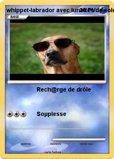 Pokemon whippet-labrador avec lunettes de soleil