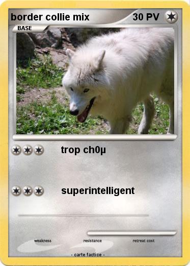 Pokemon border collie mix