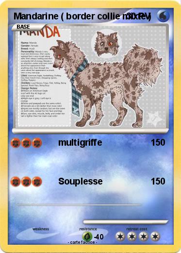 Pokemon Mandarine ( border collie mixte )
