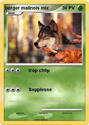 Pokemon berger malinois mix
