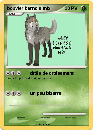 Pokemon bouvier bernois mix