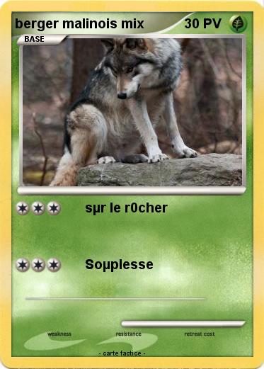 Pokemon berger malinois mix