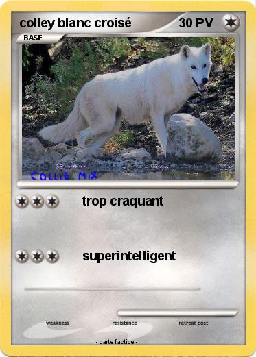 Pokemon colley blanc croisé