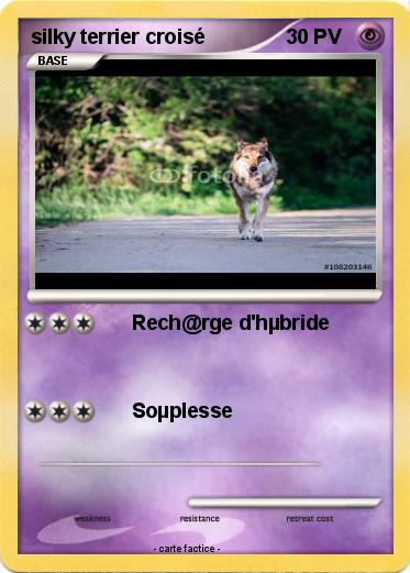 Pokemon silky terrier croisé