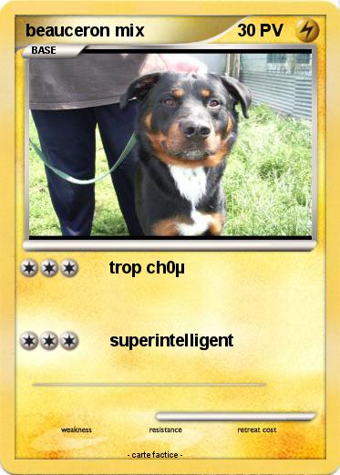 Pokemon beauceron mix
