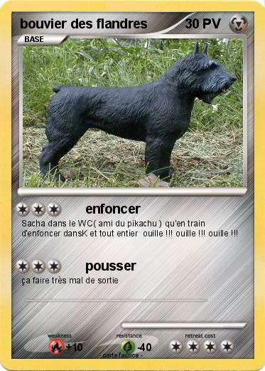 Pokemon bouvier des flandres