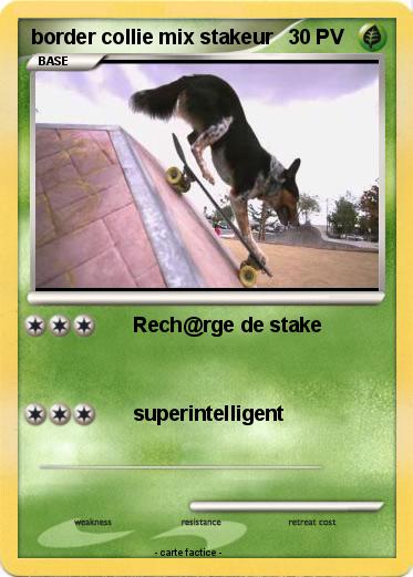 Pokemon border collie mix stakeur
