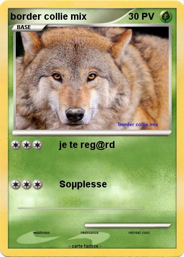 Pokemon border collie mix