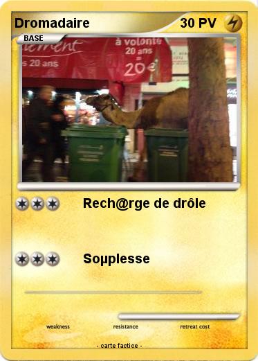 Pokemon Dromadaire