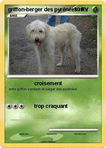 Pokemon griffon-berger des pyrénées mix