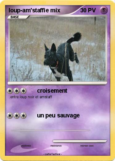 Pokemon loup-am'staffie mix
