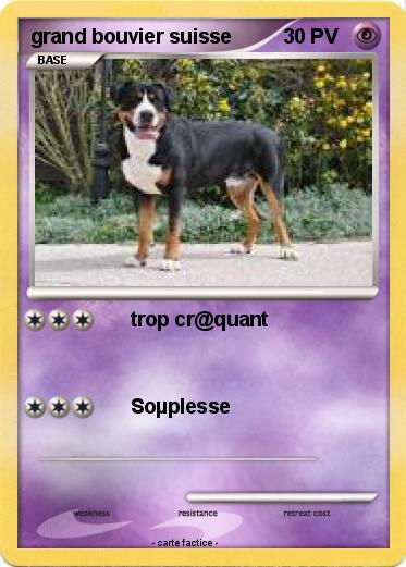 Pokemon grand bouvier suisse