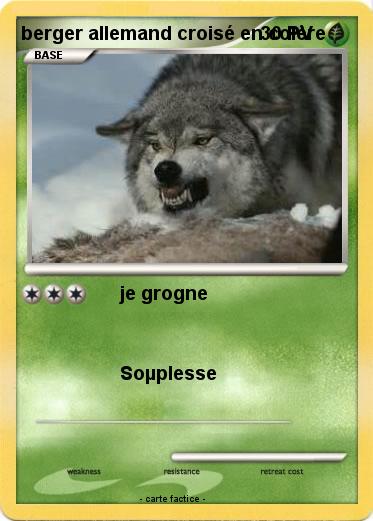 Pokemon berger allemand croisé en colère