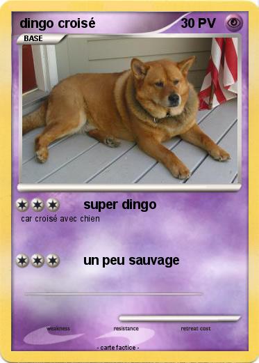 Pokemon dingo croisé