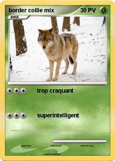Pokemon border collie mix