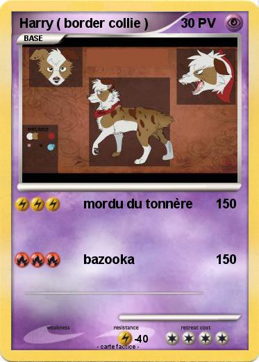 Pokemon Harry ( border collie )