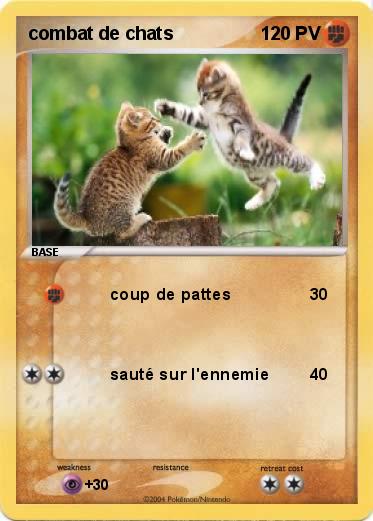 Pokemon combat de chats