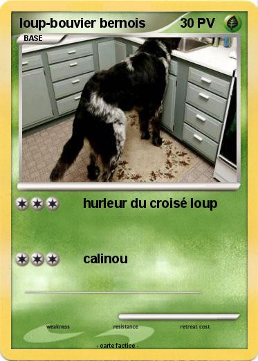 Pokemon loup-bouvier bernois