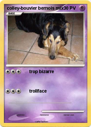 Pokemon colley-bouvier bernois mix