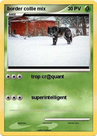 Pokemon border collie mix