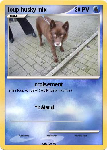 Pokemon loup-husky mix