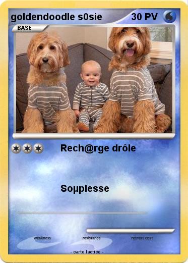 Pokemon goldendoodle s0sie