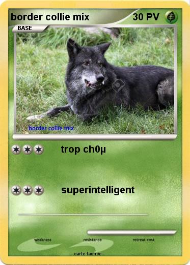 Pokemon border collie mix
