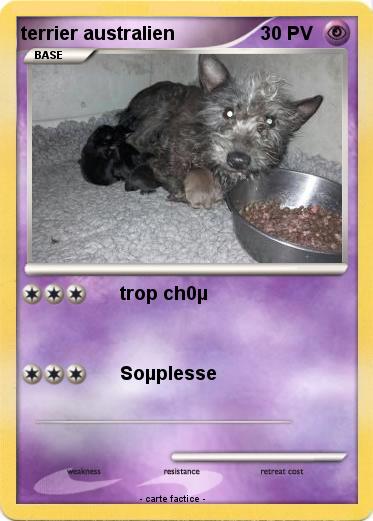 Pokemon terrier australien