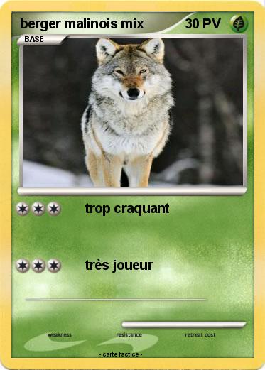 Pokemon berger malinois mix