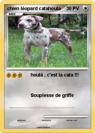Pokemon chien léopard catahoula