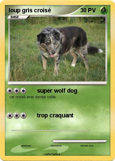 Pokemon loup gris croisé