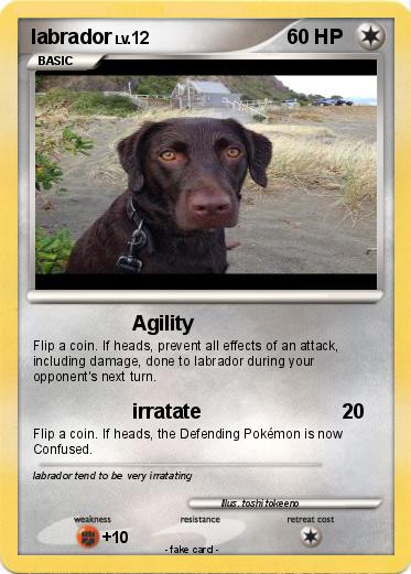 Pokemon labrador