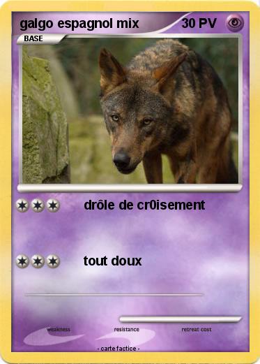 Pokemon galgo espagnol mix
