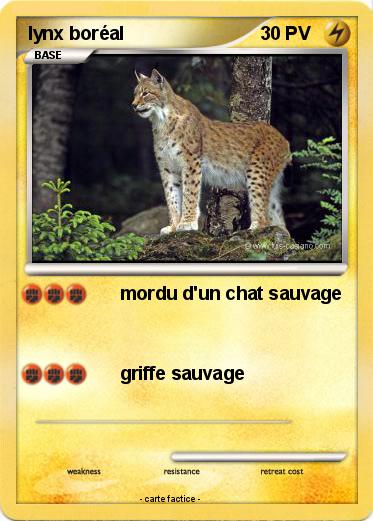 Pokemon lynx boréal