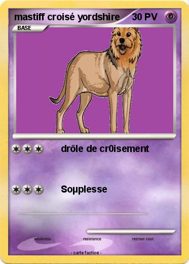 Pokemon mastiff croisé yordshire