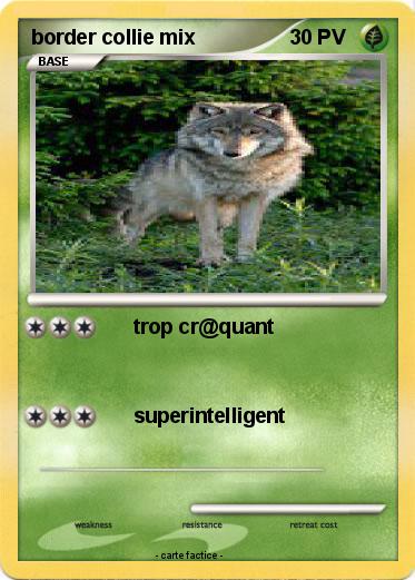 Pokemon border collie mix