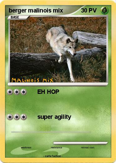 Pokemon berger malinois mix