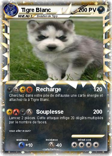 Pokemon Tigre Blanc