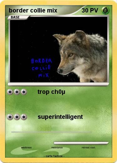 Pokemon border collie mix