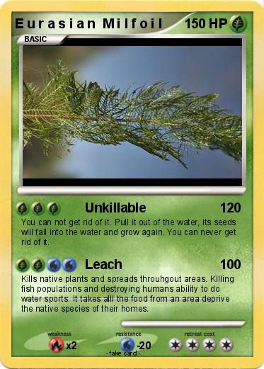 Pokemon E u r a s i a n  M i l f o i l