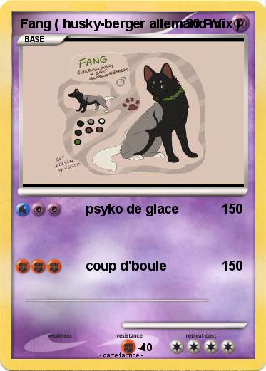 Pokemon Fang ( husky-berger allemand mix )